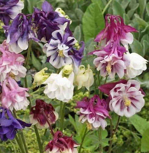 Semi aquilegia vulgaris - semi, di