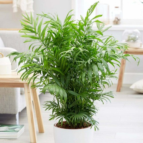 Chamaedorea elegans palma - elegans,,