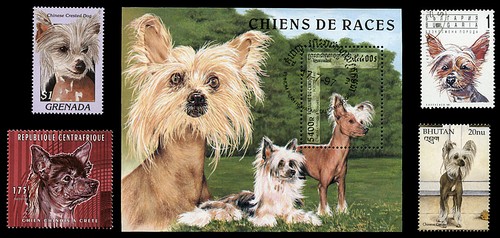 Chinese crested powder - chinese,
