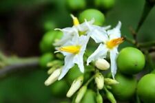 Solanum torvum, melanzana di pea, bacca di tacchino, fico del diavolo, platebrush - 10 segmenti