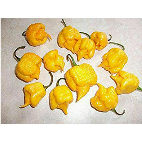 Carolina reaper yellow - yellow,, 25