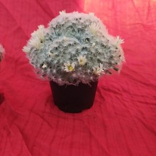 Mammillaria plumosa cactus - mammillaria, di