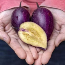 Sale486 Pepino Coppie Purple