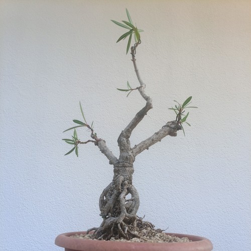 Bonsai oleandro dal agosto - 31,