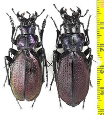 Carabidae, Carabus