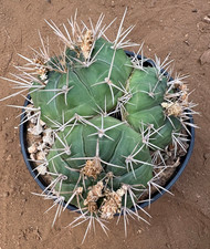 GYMNOCALYCIUM EURYPLEURUM -