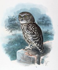 1872,KEULEMANS' dipinto a mano FOLIO ATHENE COCTUA U5A