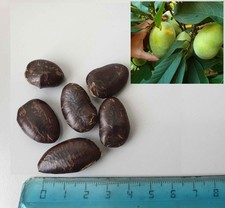 Asimina Triloba Paw Paw, banano di montagna 10 semi freschi di settembre 2025