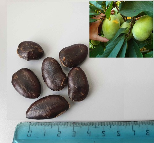 Asimina triloba paw - asimina,