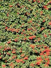 Pianta di Piracanta Pyracantha Cespuglio vaso 7 piracantia Crataegus