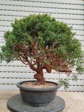 Bonsai di Juniperus chinensis Kyushu