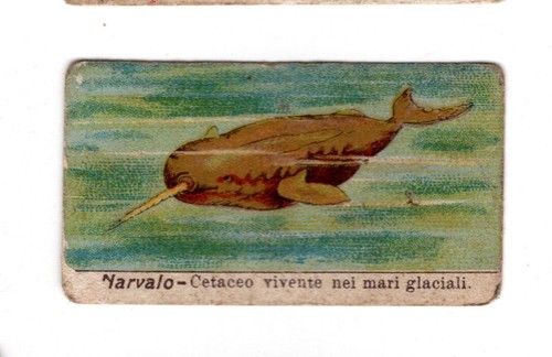 Figurina anteguerra cioccolata - figurina,