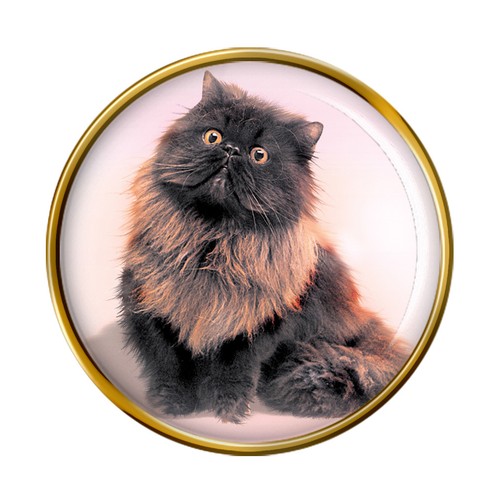 Gatto persiano nero bavero - persiano,