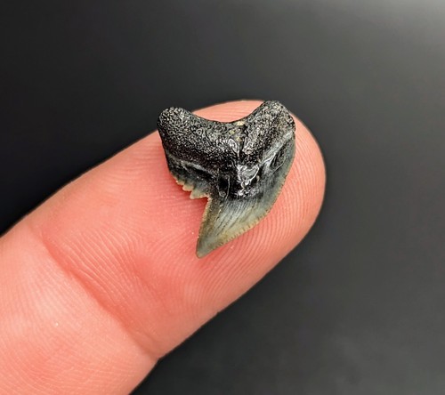 Splendido dente squalo - splendido,