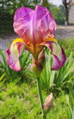 Rizomi iris germanica - iris,