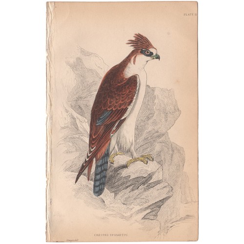 Antica stampa uccellino selby - antica,