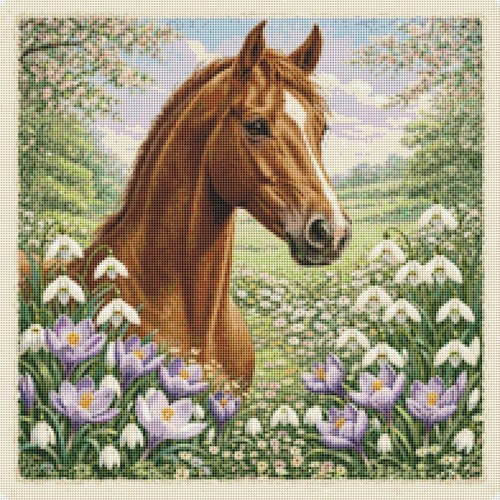 Cavallo anglo arabo - anglo-arabo, in