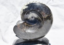 Dino Age Fossil Whole Ammonite