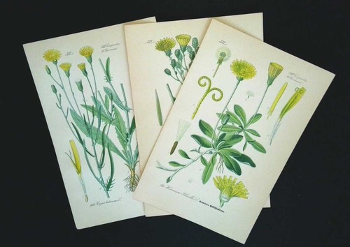 1886 litografie set 3 - di,