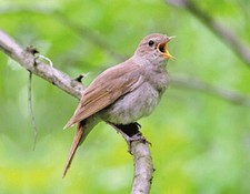 Magnete 3D usignolo per frigorifero lavagna lavagna magnetica adesiva