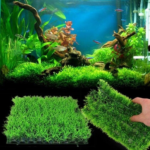 Acquario acqua verde - acquario,