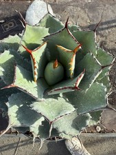 AGAVE POTATORUM KISSHO KAN