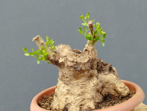 Bonsai olivastro 20x17 - olivastro,