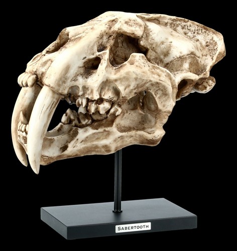Tigre denti sciabola - a, teschio