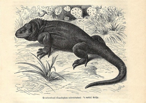 Stampa antica rettili iguana - stampa,