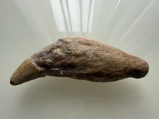 Orso delle caverne - ,, ursus