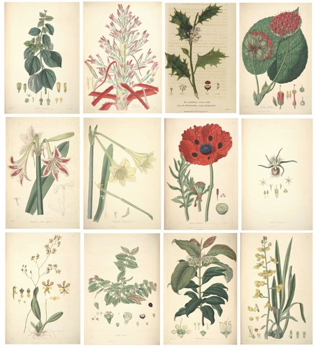 Illustrazioni botaniche - illustrazioni,