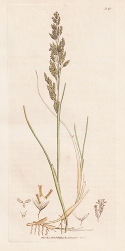 Poa maritima erbe grasses - poa,