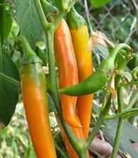 PEPERONCINO - "CAROTA BULGARA" 25 SEMI