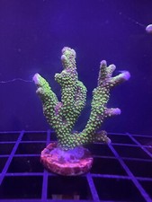 Live Coral Montipora Digitata