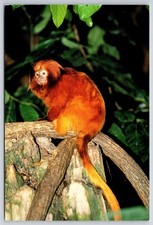Golden Lion Tamarin Marmoset Monkey Biodom Montreal Quebec CA Postcard UNP 4x6