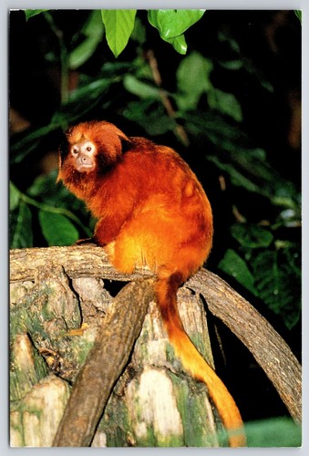 Cartolina leone oro tamarin - leone,
