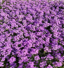 VERBENA HYBRIDA 1 confezione Da 104 Piante  Prato Fiorito tappezzante 
