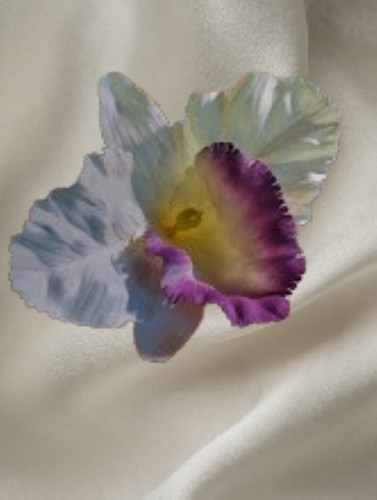 Fiore orchidea cattleya - di,