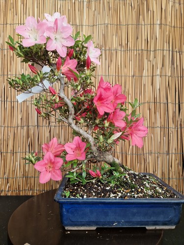 Bonsai azalea 45cm - 45cm, visita