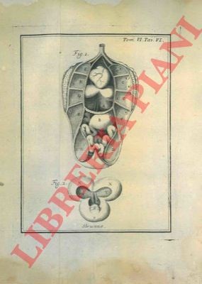 Ornitologia descrizione - ornitologia,