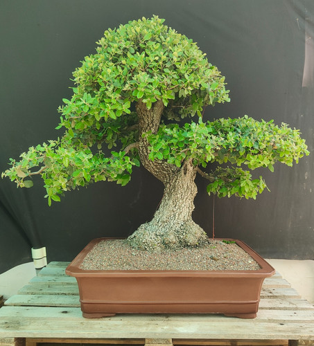 Bonsai master leccio - di,