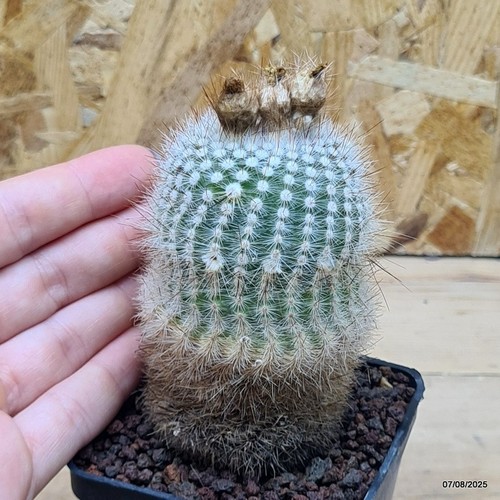Notocactus scopa vaso cm - vaso, 7