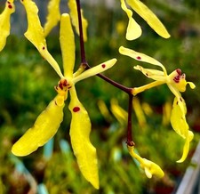 Renanthera citrina Species