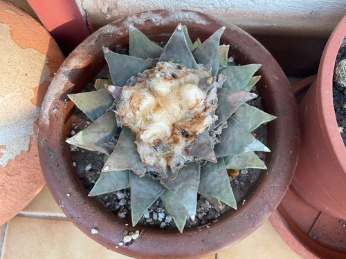 Cactus ariocarpus retusus - cactus,