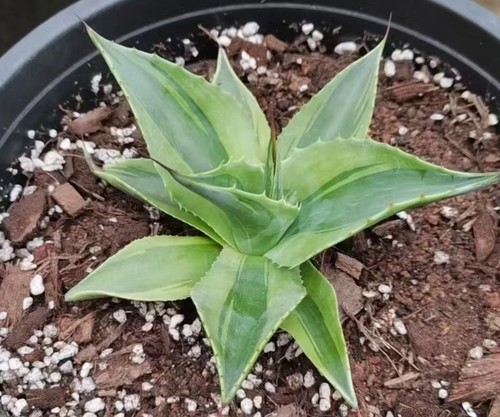 Agave ovatifolia variegata - ovatifolia,
