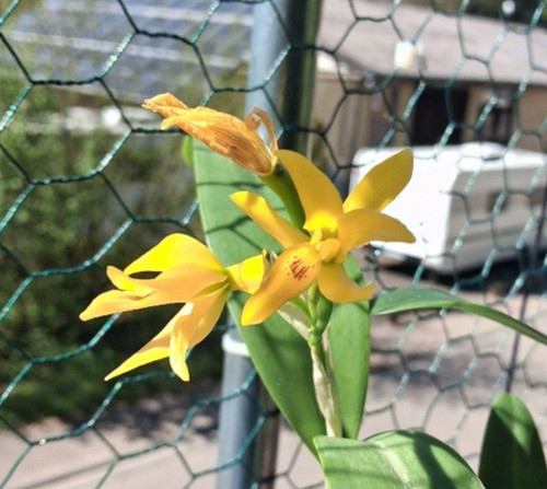 Cattleya aurantiaca var flava - cattleya,