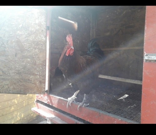 Uova fertili ameraucana marans - fertili,