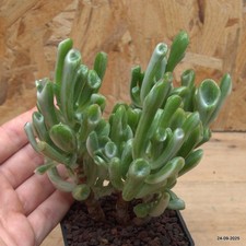 Crassula gollum variegata Vaso