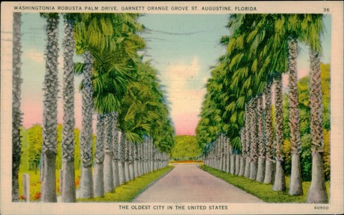 Cartolina washingtonia robusta - washingtonia,