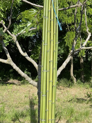 Canna bambù naturale - canna,